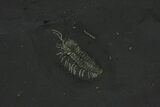 Pyritized Triarthrus Trilobite With Appendages - New York #93048-1